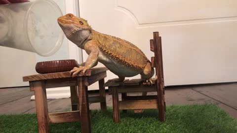 Bearded Dragon Sits Down for Fancy Meal