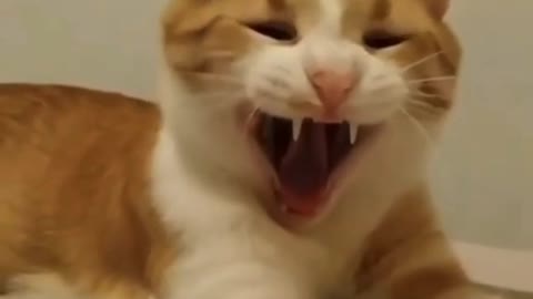 Some strange sounds of cats