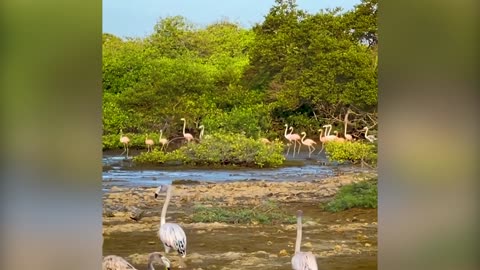 Animal Lovers Share Footage Of Wild Flamingos In Caribbean