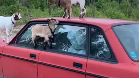 Goat kids having fun on top of car