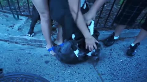 Pitbull attack Dogs - compilation 2014\ # Pittbull_Attack Dogs