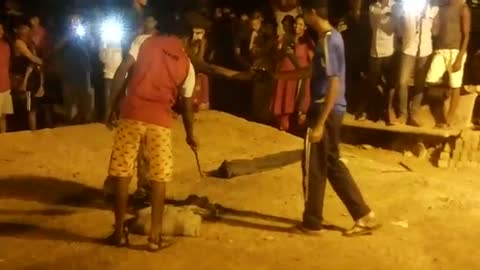 King cobra rescue by Viraj Naik with Amrut singh at virdi, Goa