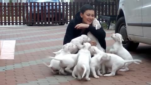 Adorable Puppies Attack Compilation ( luckiest people in the world )