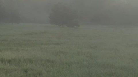 Tree at the center of a meadow in a cloud forest