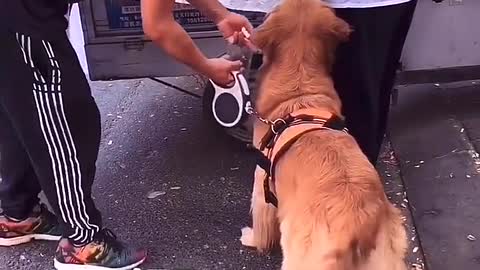 The golden retriever was frightened by passers-by holding his father and not letting go