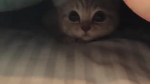 cat under blanket