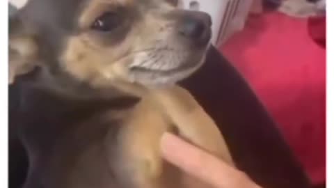 Dog funny videos 🤣