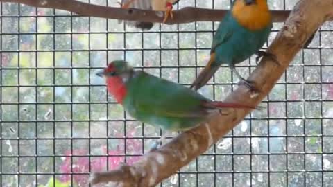 Red Faced Parrot Finch