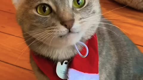 FUNNY CAT TRANING BOXING