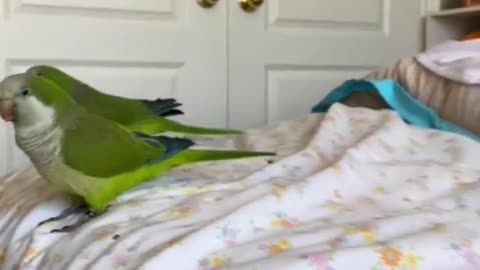 parrot following me left and right on the bed.