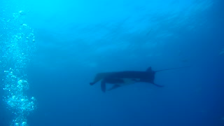Elegant swim of Manta Ray