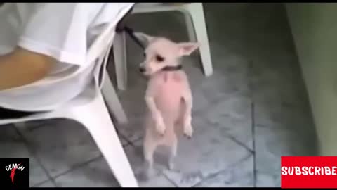 The funniest dogs dancing until you drop!!!