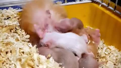 Peanut 🥴 hamster attacked by her milky babies