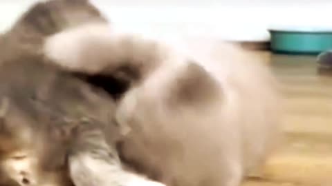 best funny cat fight