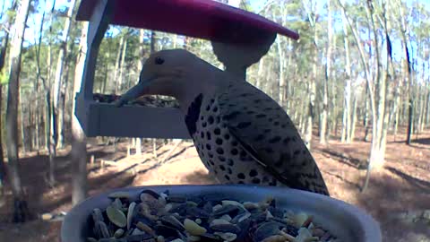 Northern flicker