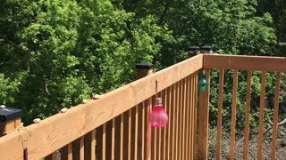 Blue Jay comes to get a peanut with the sound of whistling