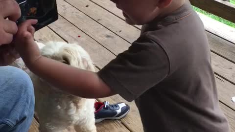 Boy Cries When He Gets His Hand Stuck To Mouse Trap With Dead Mouse On It