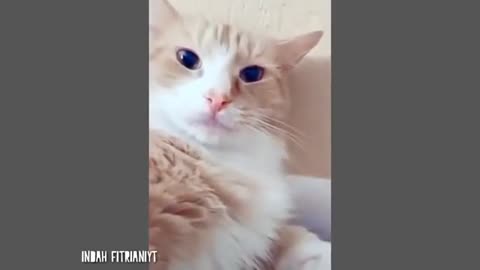 Videos of funny cats to laugh out loud