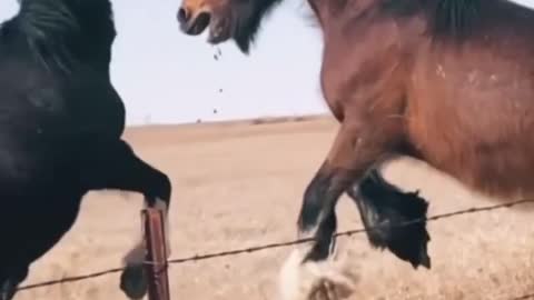 Horses Going Wild Wild West
