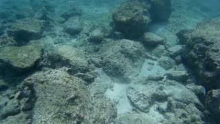 St. Maarten Snorkeling1 2016