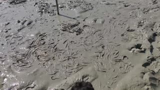 Mud Water Pond Catching Catfish by Hand