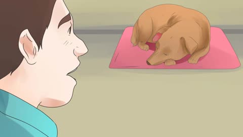How to find out if your dog Is deaf