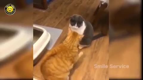 Funny Cats video with Dogs