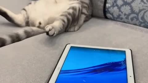 Cat love to watch Tv