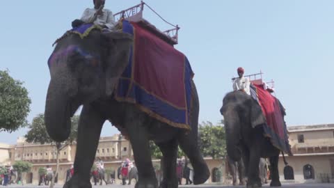 Amer Fort Jaipur Rajasthan India 24 Elephants In Slow Motion