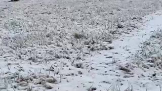 LaRue and Grayci Ice sledding