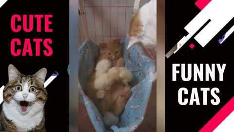 Videos of Cats and Chicks Together - How cute - Try not to fall in love With this PET