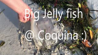 Huge as in BIG Jelly Fish at Coquina Beach Florida! MUST watch...