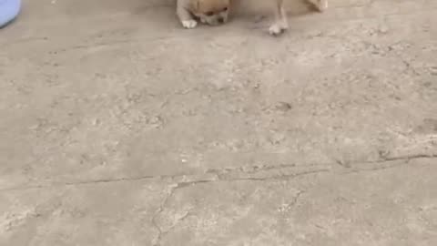 Adorable baby puppy playing together