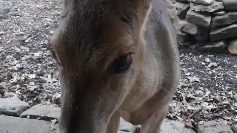 My Deer Zoey is 6 Years Old!