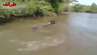 The bigest Anaconda