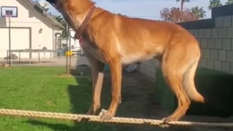 Incredible and brave dog 🥰🦮 | advanced dog training #shorts