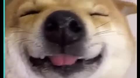 SMILING Dogs Compilation