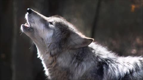 Wolf Howling Sound Effect Free Sound Clips Scary Halloween Sounds