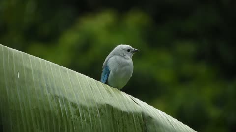 beautiful bird