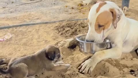 Cute puppy telling his mom that mommy i'm hungry give me a little too 🐶❤🐕