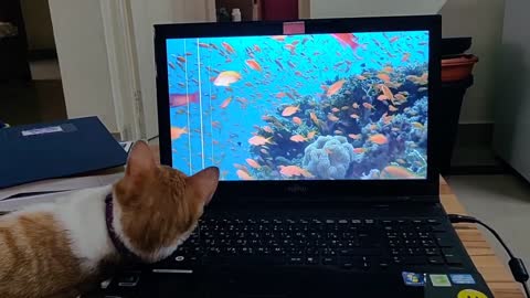 Cat Watching Fishes!! 😸 🐟