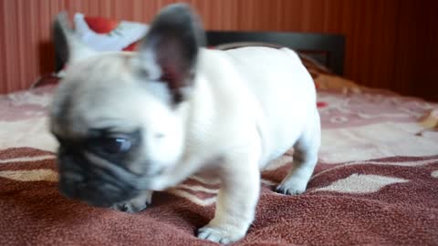 French Bulldog puppy learns to bark