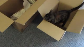 Cat playing in boxes (=^ ◡ ^=)