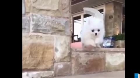 #Pets #Funny #Animals FUNNIEST PETS & CUTE ANIMALS Videos Ever! 🐶