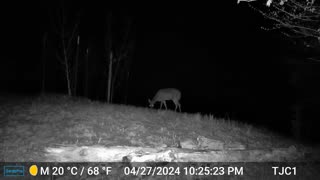 Deer in a Thunderstorm