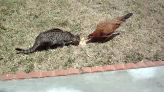 CAT SHARING A MEAL WITH CHICKEN!