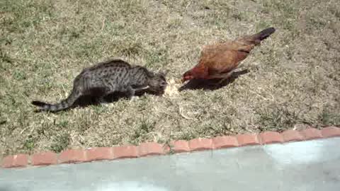 CAT SHARING A MEAL WITH CHICKEN!