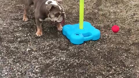 Hugo the Bulldog Loves Playing Swingball