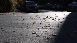 Winds Throw Away Leafs To Streets While Cars Moving