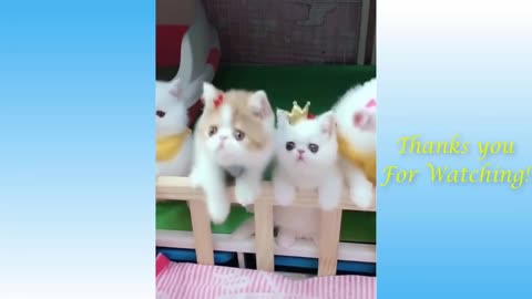 Top funny videos of cat Try not to laugh!! Cute cat collection